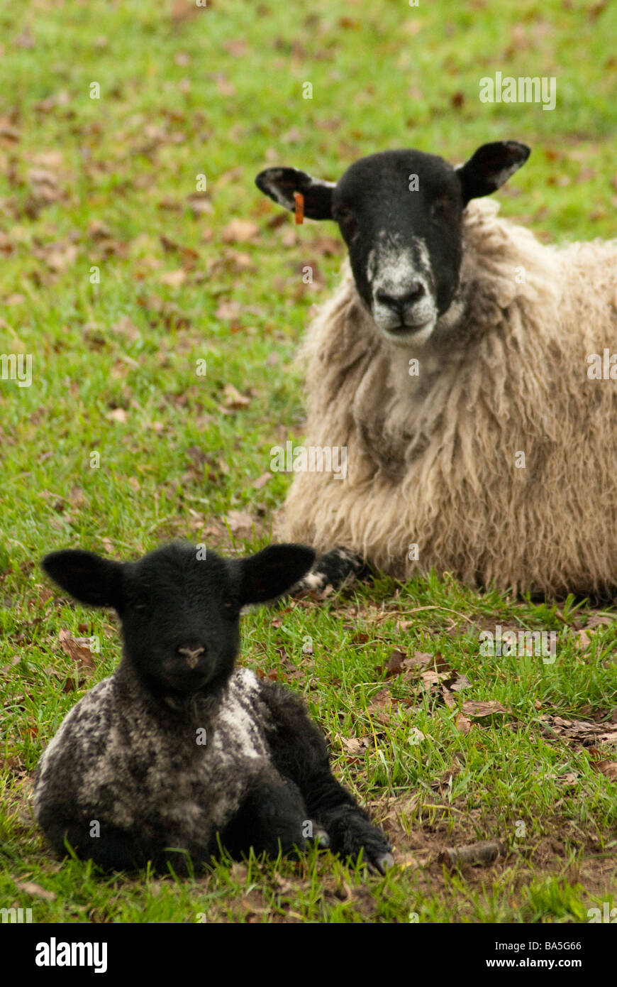 Agnello e di pecora che giace nel campo guardando la fotocamera Foto Stock