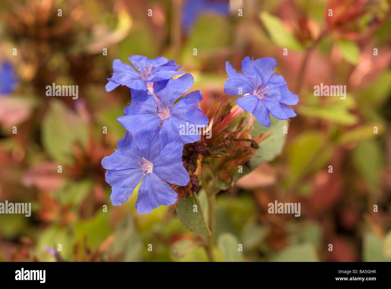 Ceratostigma plumbaginoides, Plumbaginaceae Foto Stock