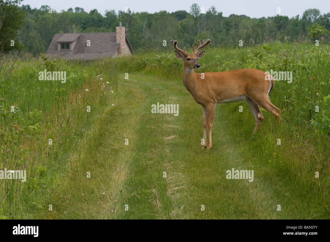 White-tailed buck, con una casa in background Foto Stock