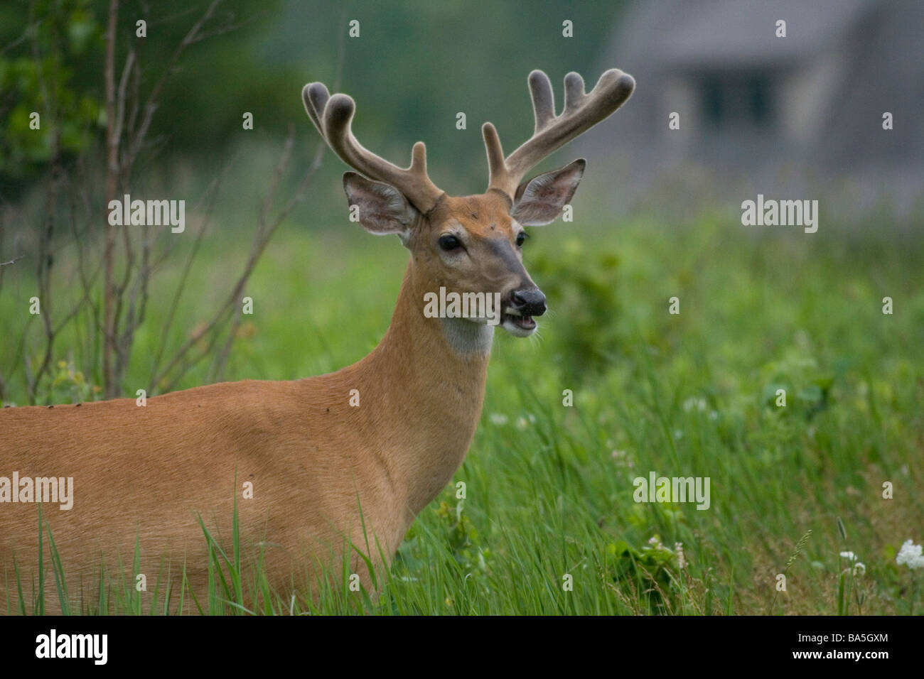 White-tailed buck, con una casa in background Foto Stock