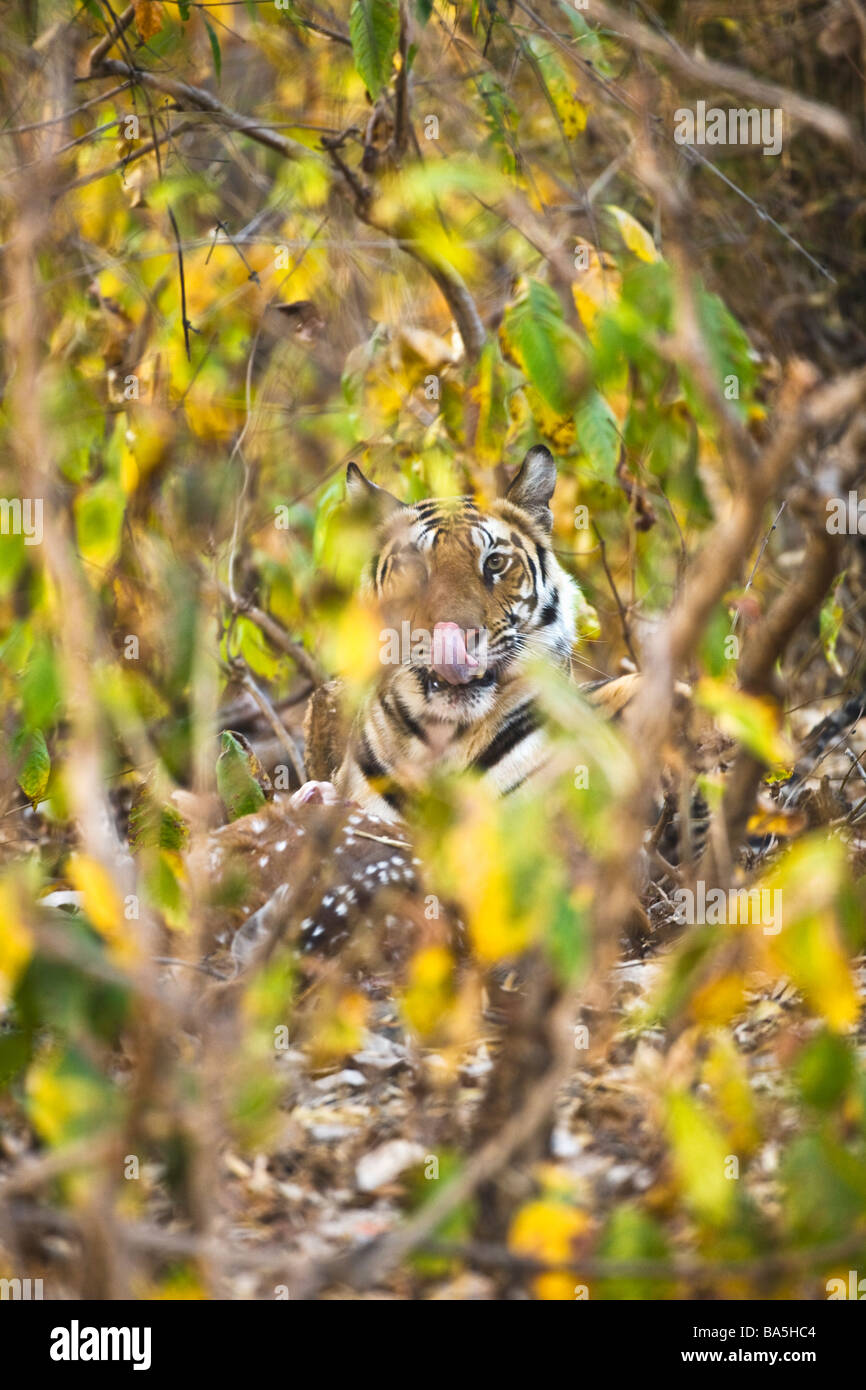 Wild Royal Bengal indian tiger mangiare uccidere di maculato Chital cervi asse Asse nel fitto sottobosco Bandhavgarh National Park in India Foto Stock