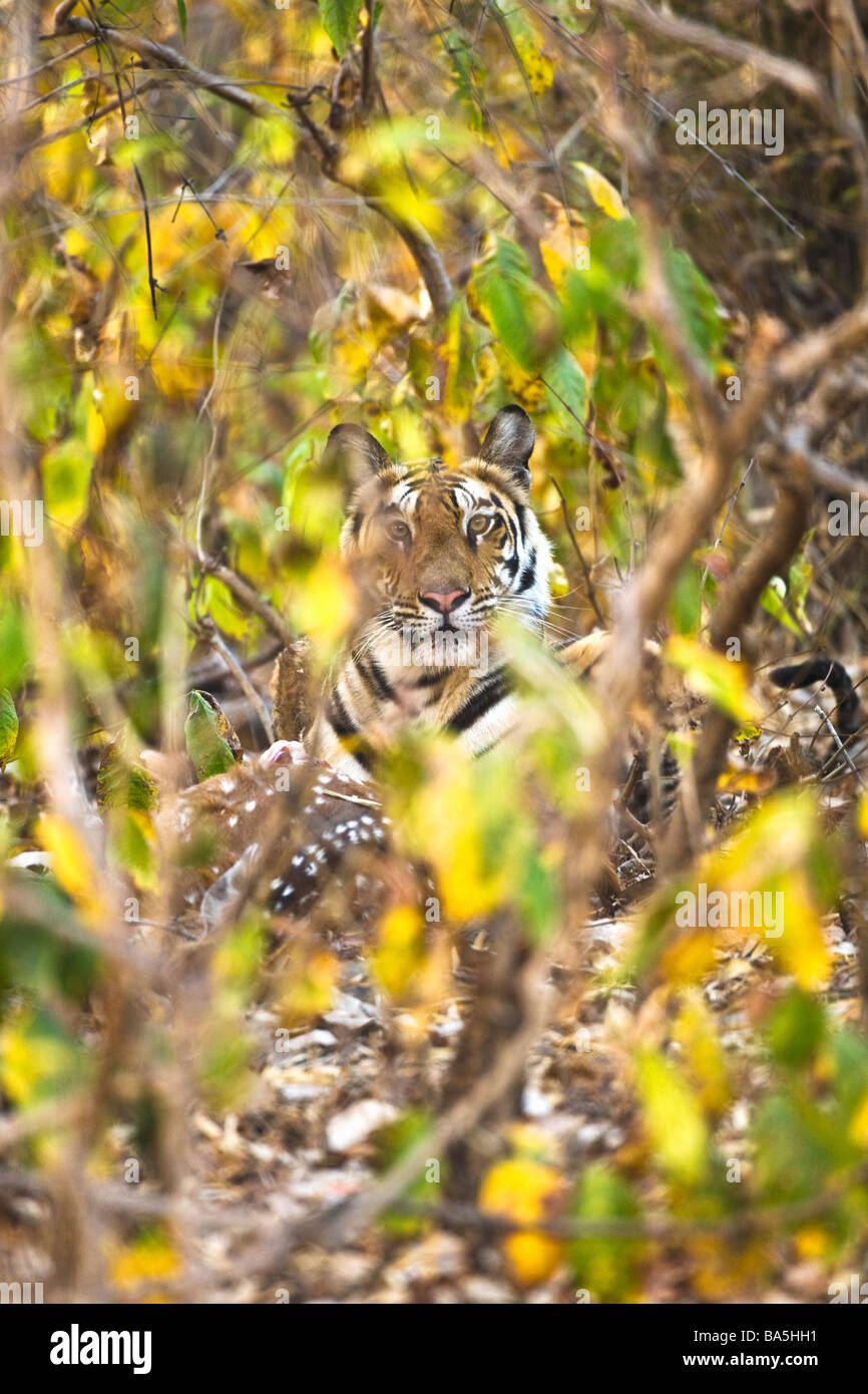 Wild Royal Bengal indian tiger mangiare uccidere di cervo maculato o Chital Asse Asse nel fitto sottobosco Bandhavgarh Parco Nazionale Ma Foto Stock
