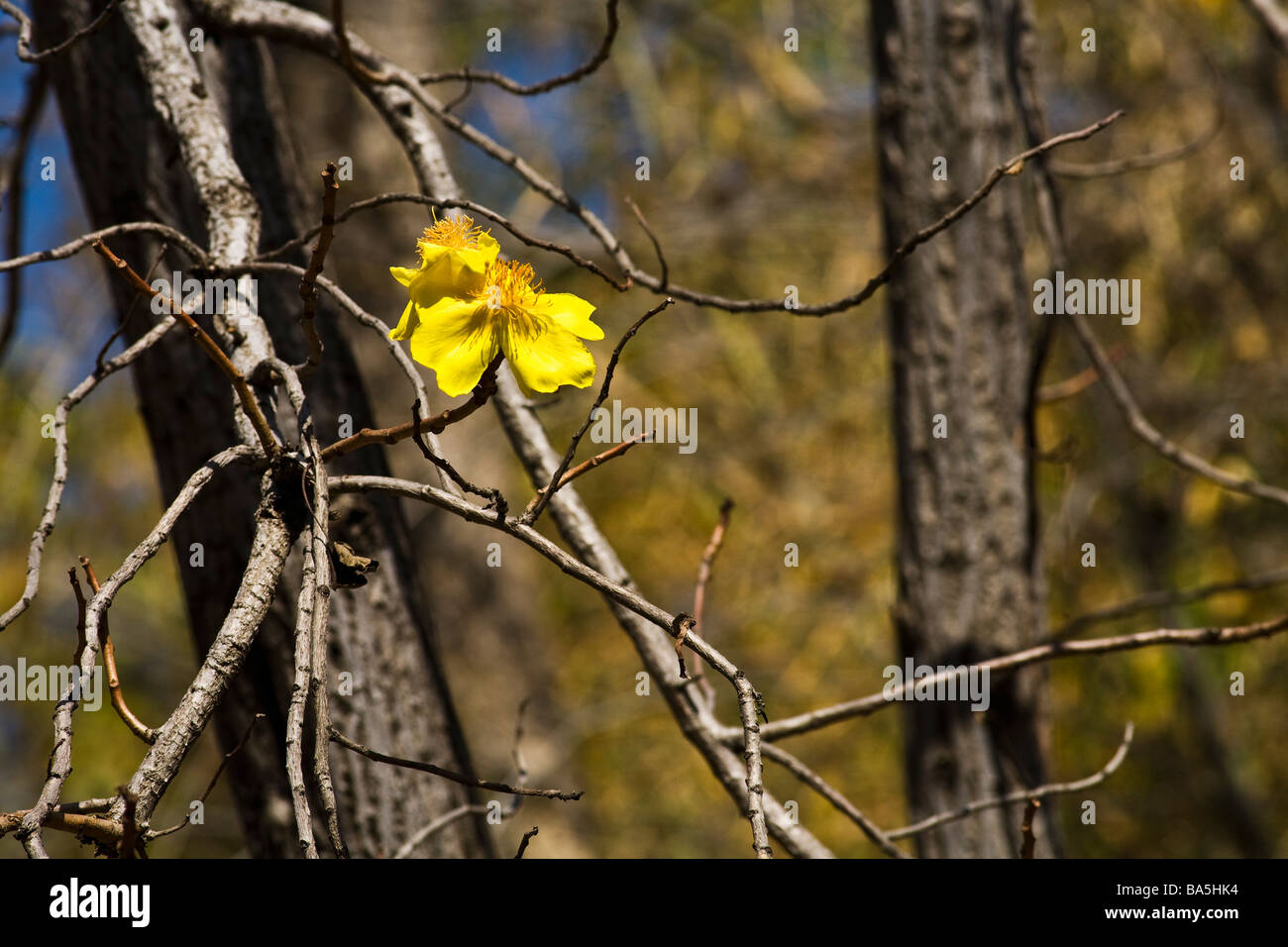 Fiore giallo nella foresta Bandhavgarh National Park in Madhya Pradesh India del Nord Asia Foto Stock