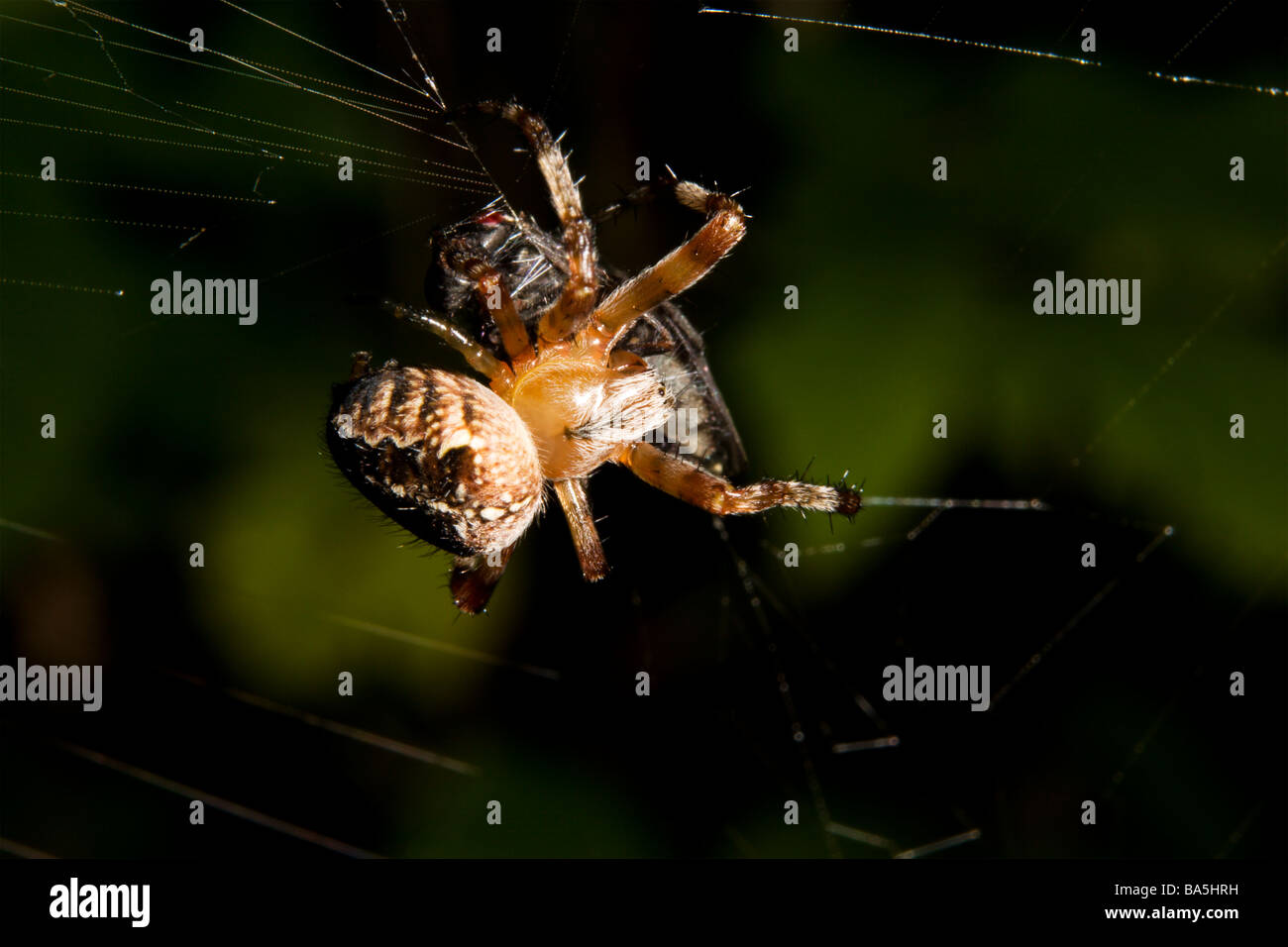 Croce spider arrotolamento catturato volare nella sua web. Foto Stock