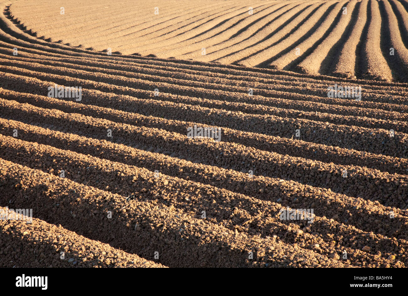 Abbeveratoi e solchi di un fresco potatoe arato campo nel Cheshire, Inghilterra, Regno Unito Foto Stock