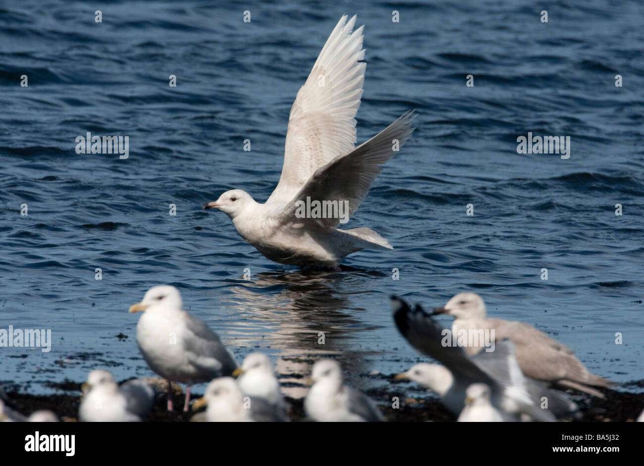 Glaucous Gull Larus hyperboreus sbattimenti ali sulla riva del mare a Lantzville beach l'isola di Vancouver BC nel Marzo Foto Stock