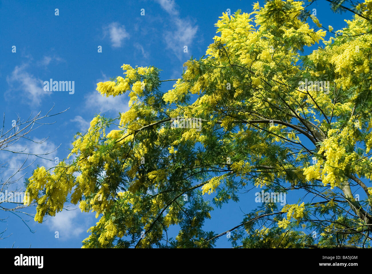 Graticcio di argento, Acacia dealbata, mimosa, Fabaceae dall Australia Foto Stock