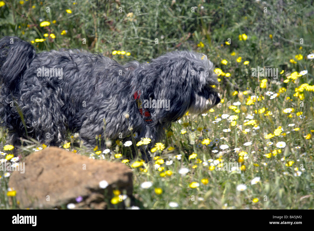 Un cane di piccola taglia in campagna, Enterrios, Mijas, Andalusia, Spagna, Europa Foto Stock