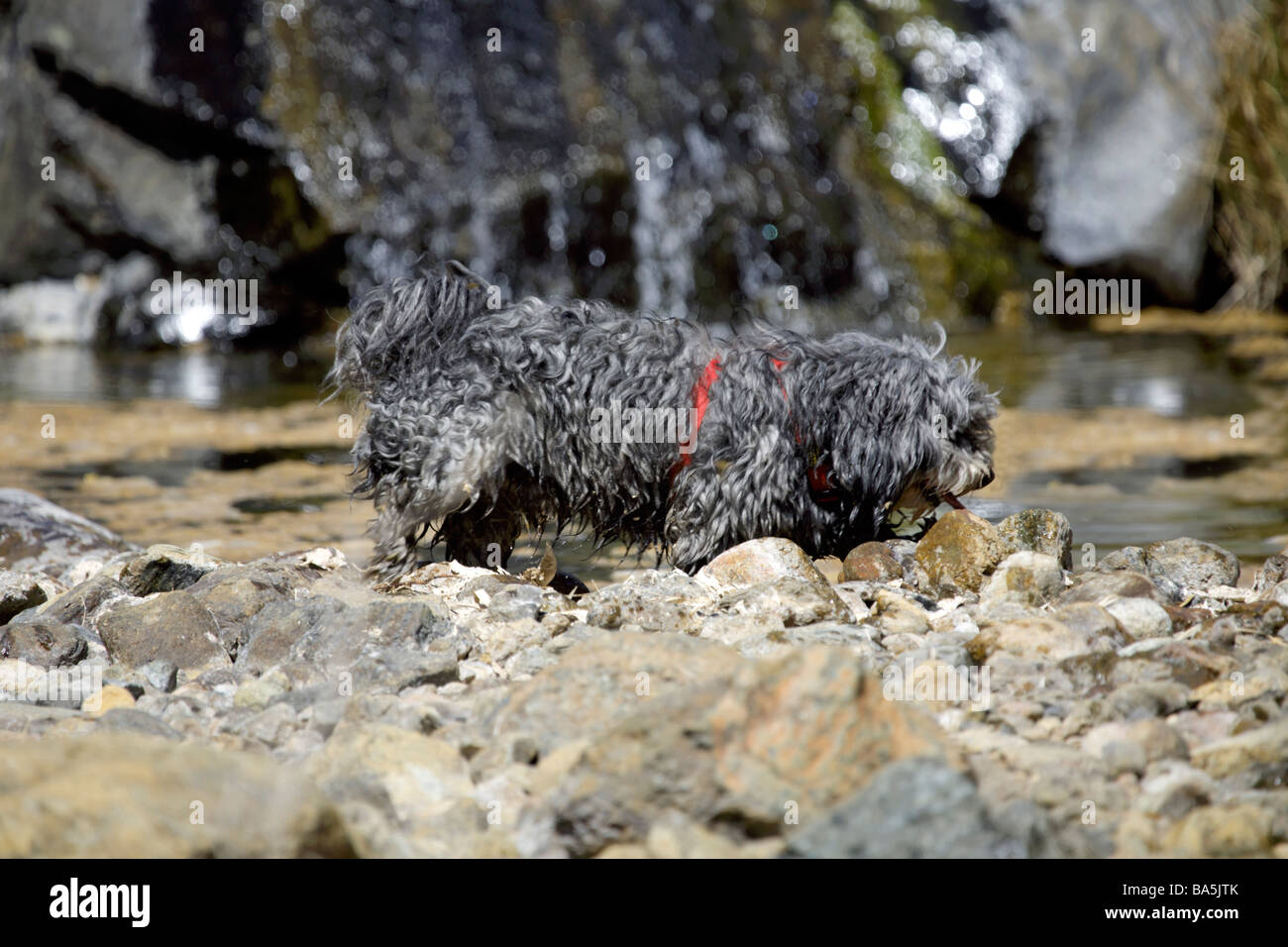 Un cane di piccola taglia in campagna, Enterrios, Mijas, Andalusia, Spagna, Europa Foto Stock
