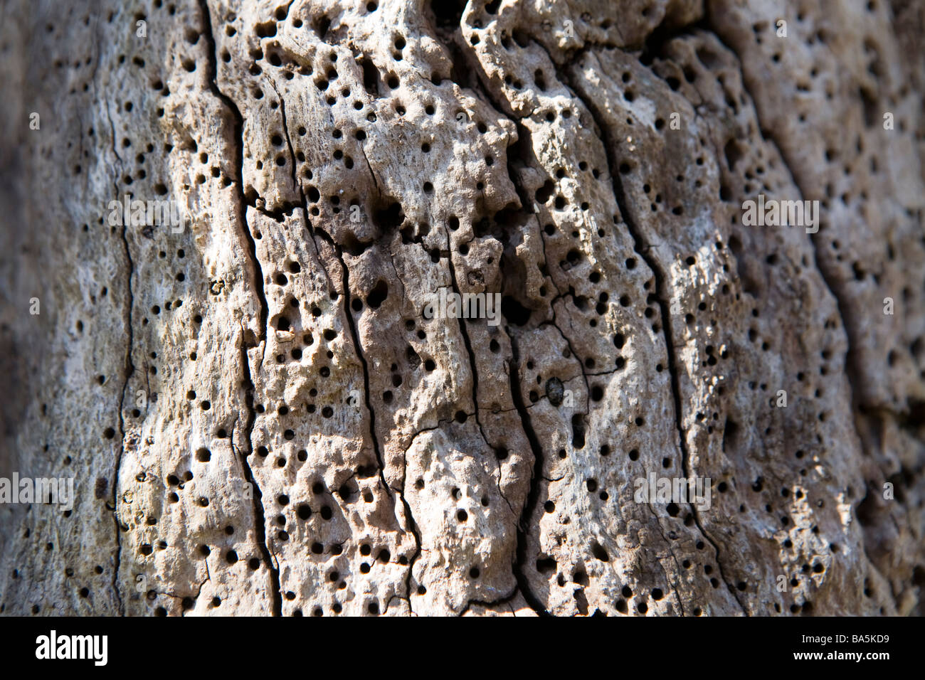 Close up di attacchi di worm sul tronco di albero Foto Stock