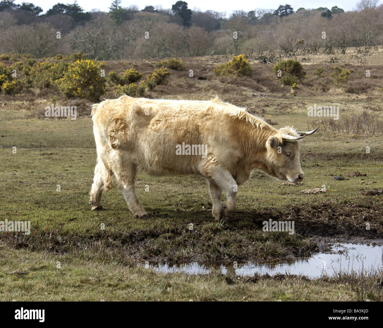 Libera compreso il bestiame, New Forest National Park, Bos taurus. Foto Stock