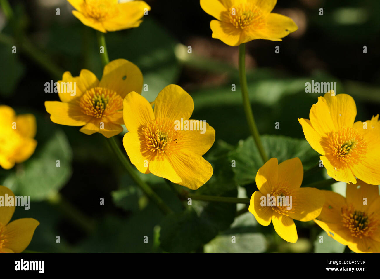 Marsh Marigold Caltha palustris famiglia Ranunculaceae close up macro shot della struttura floreale Foto Stock