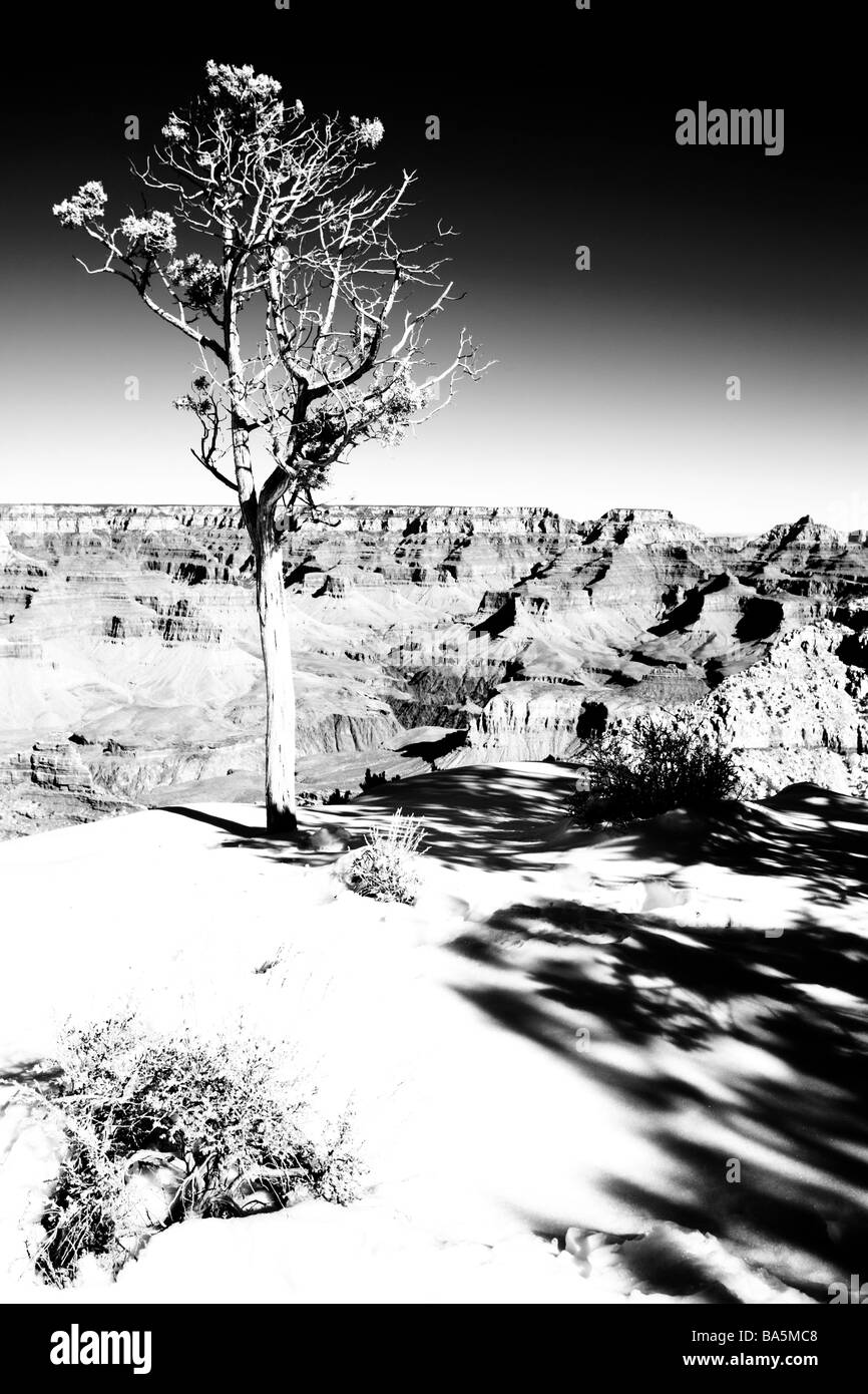 Scena invernale con un lone tree sul bordo del Grand Canyon Foto Stock