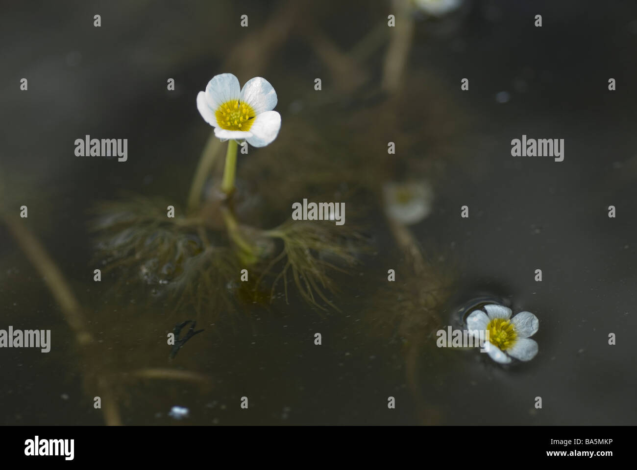 Filo lasciato crowfoot acqua Ranunculus trichophyllus in fiore, Rascino Lago, Rieti, Lazio, Italia Foto Stock