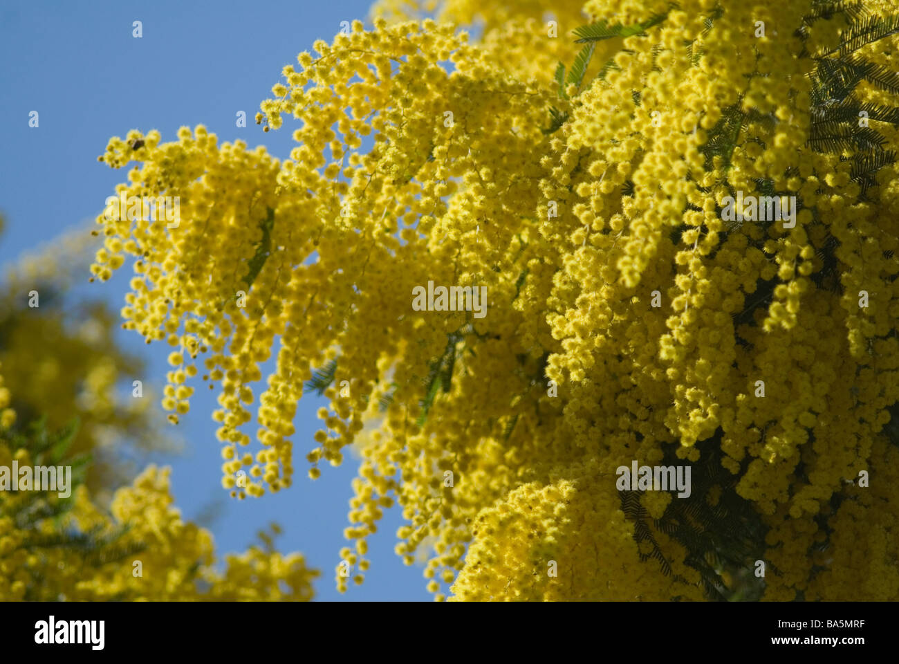 Graticcio di argento, Acacia dealbata, mimosa, Fabaceae dall Australia Foto Stock