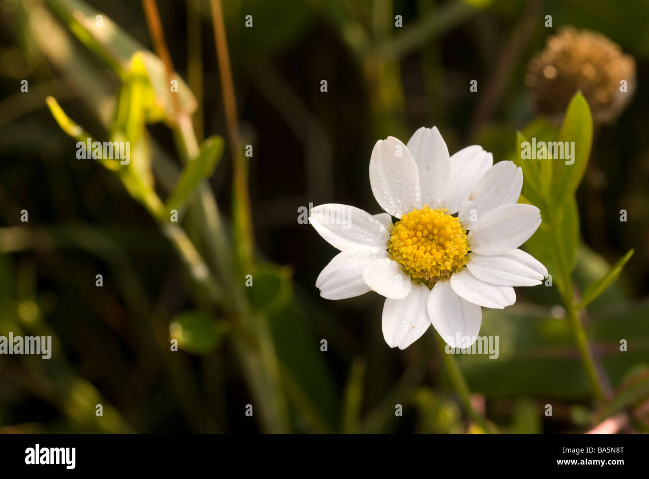 Marittima camomilla anthemis Anthemis maritima, Asteraceae, Capocotta, Lazio, Italia Foto Stock