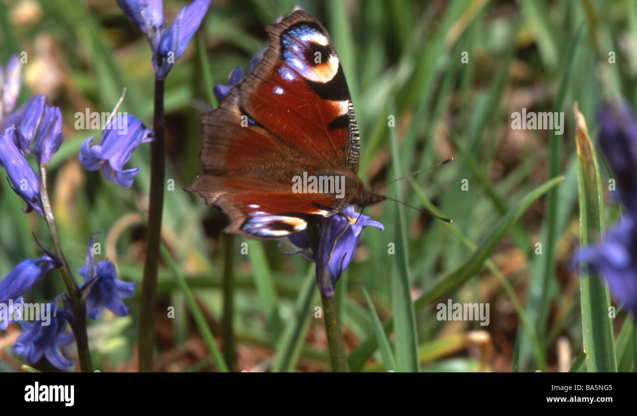 Primo piano di una farfalla pavone su bluebells Foto Stock