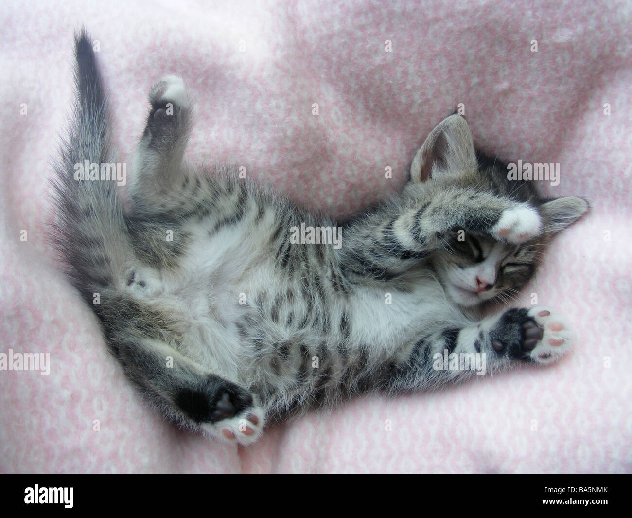 Tabby kitten sleeping Foto Stock