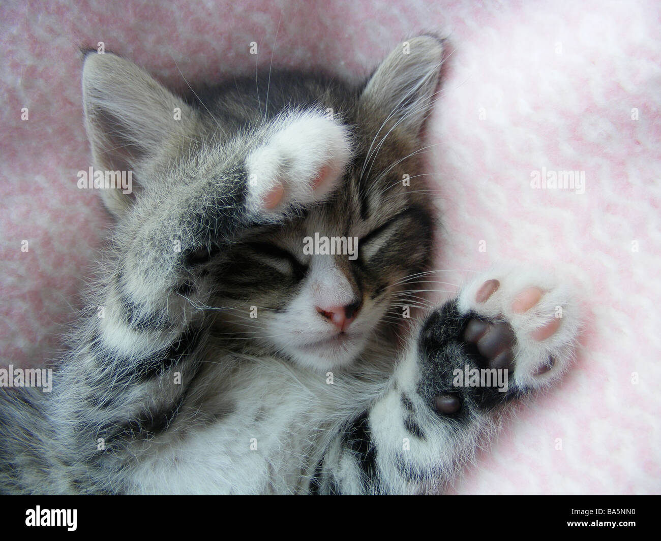 Gattino del tabby Foto Stock