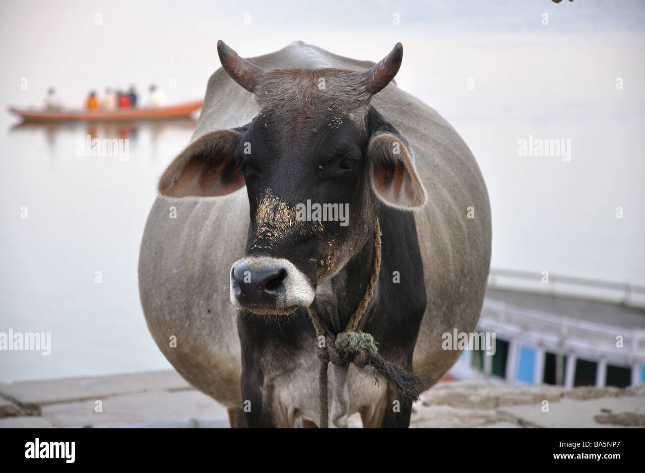 Sacro bramino mucca per il Gange a Varanasi, India Foto Stock