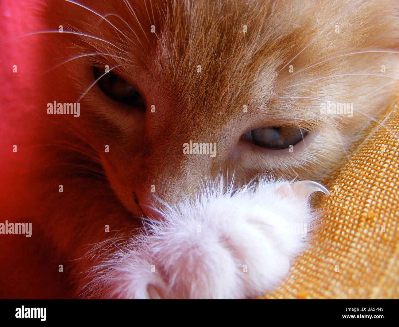 gattino dello zenzero Foto Stock