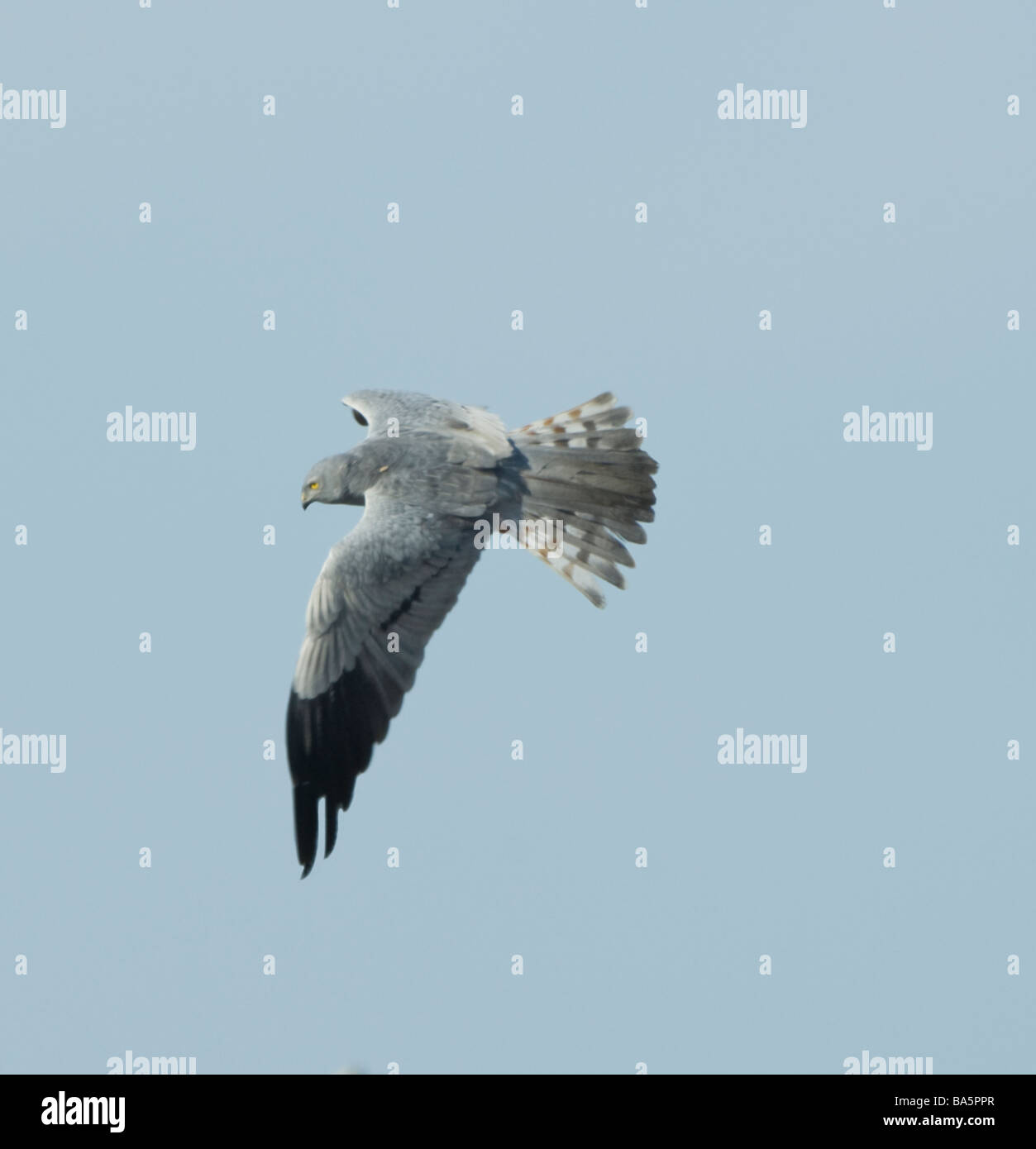 Montagu s Harrier Circus pygargus Extremadura Spagna Foto Stock