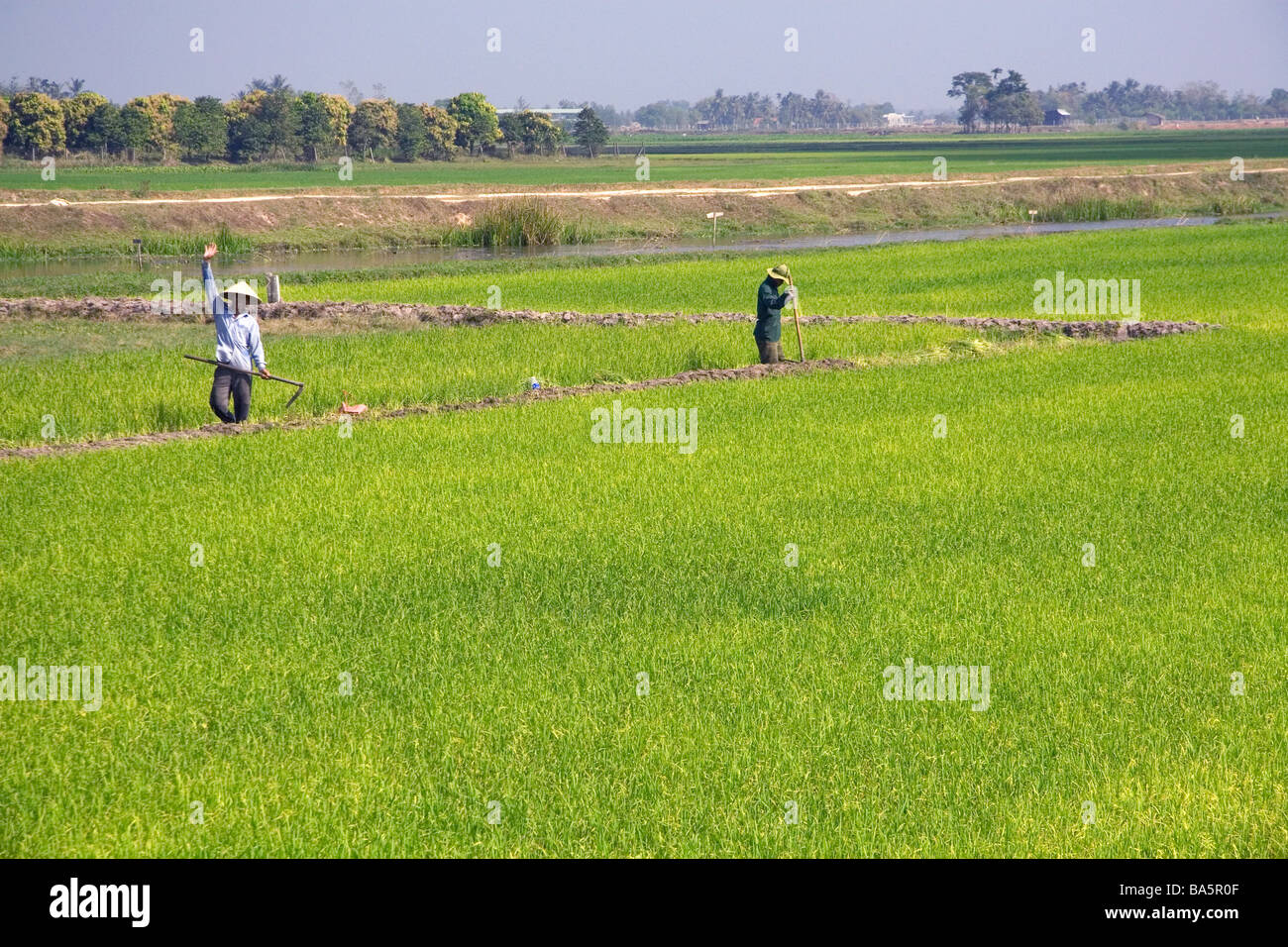 Le risaie nei pressi di Tay Ninh Vietnam Foto Stock