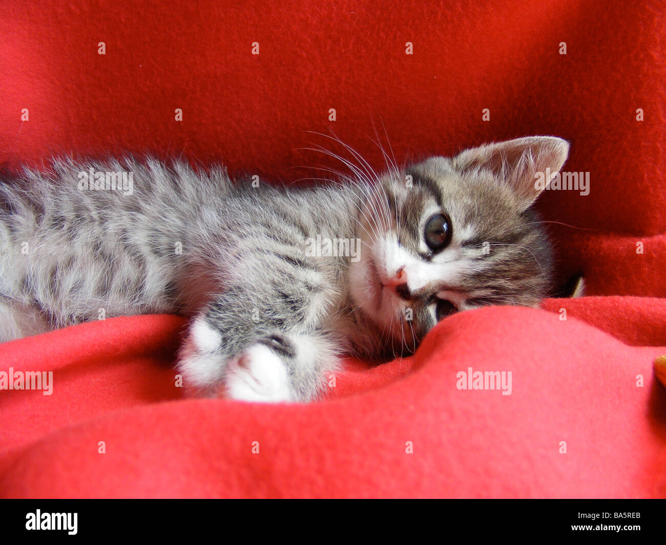 Gattino del tabby Foto Stock