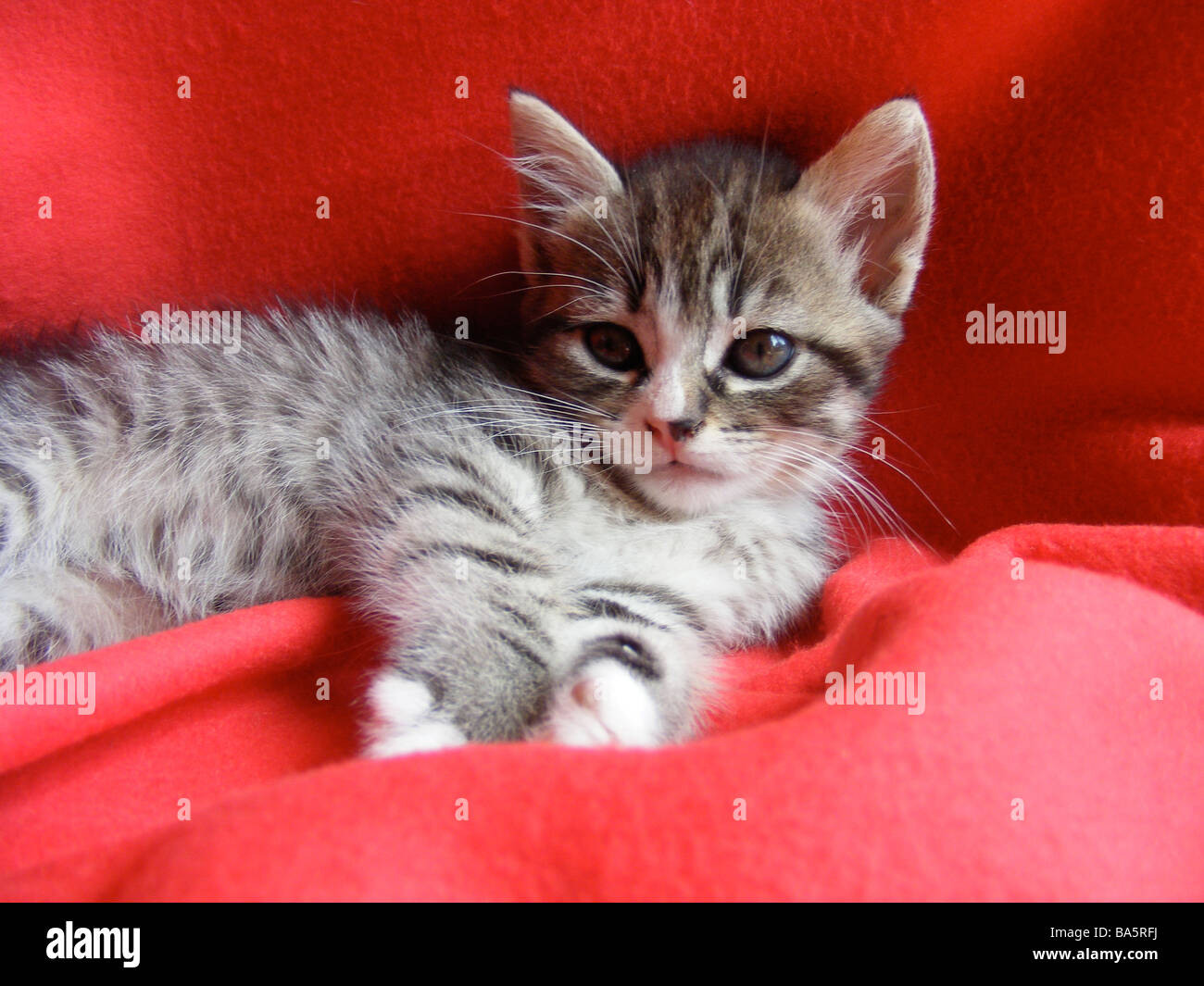 Gattino del tabby Foto Stock