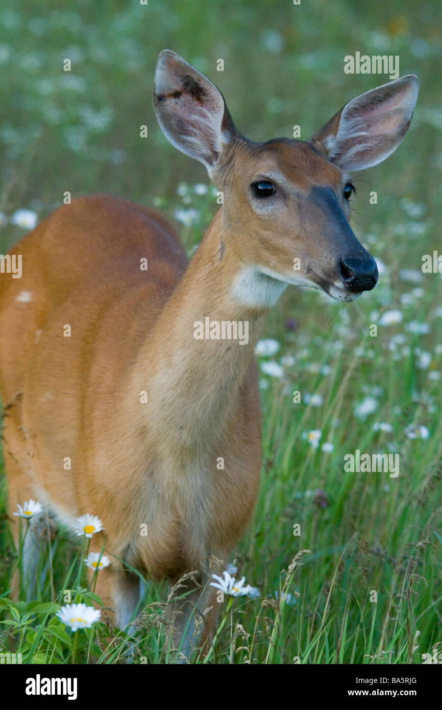 White-tailed rossi in un campo di fiori selvatici - il suo orecchio è piena di morsi di bug Foto Stock