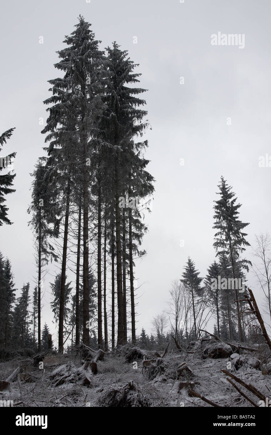 Alberi di pino in inverno Foto Stock