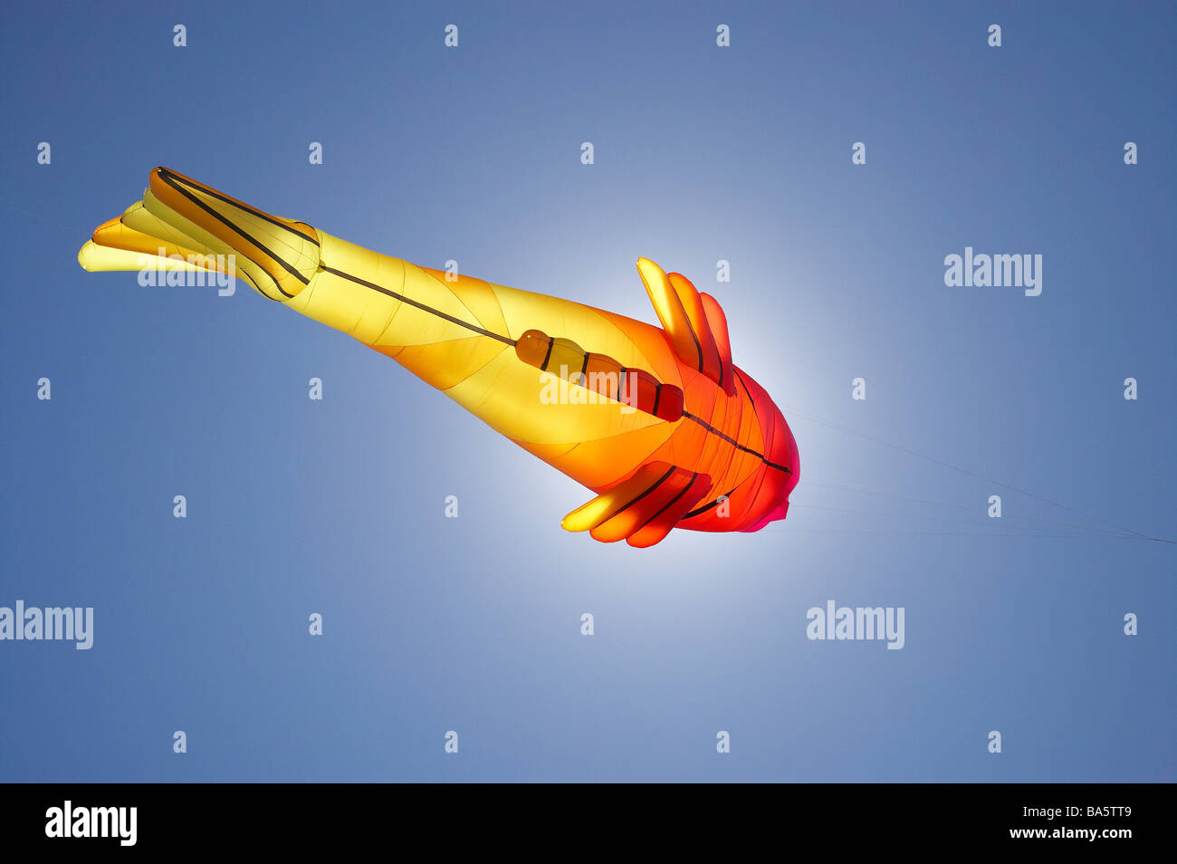 Pesce aquilone di Otago Dunedin Isola del Sud della Nuova Zelanda Foto Stock