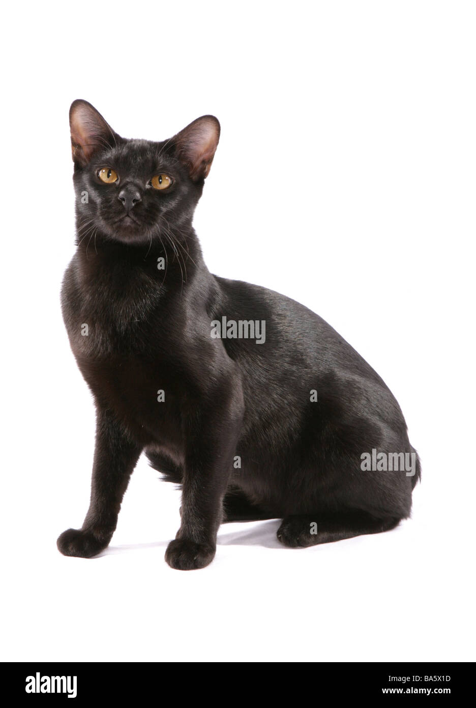 Asian BOMBAY black gatto adulto ritratto Studio Foto Stock