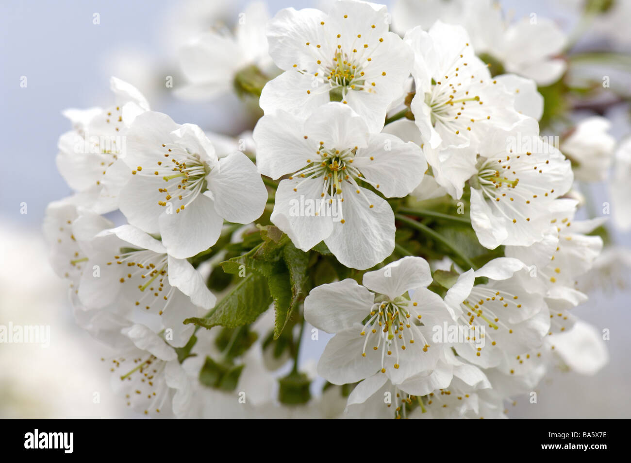 Ciliegio dettaglio ramo fiorisce albero sa albero da frutto Prunus spec. Il Ciliegio fiorisce albero da frutta-fiore a frutto fiore fiorisce il primo Foto Stock