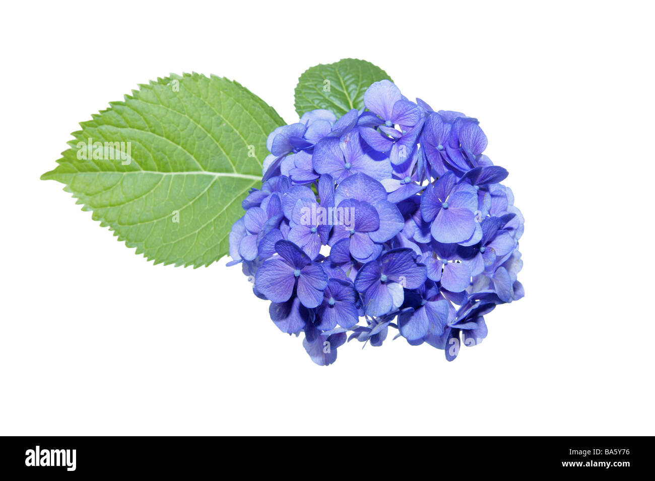 Dettaglio delle ortensie fiorisce impianto Steinbrechgewächs giardino-hydrangea Hydrangea marcophylla Blühpflanze ornamento-giardino di piante-impianto Foto Stock