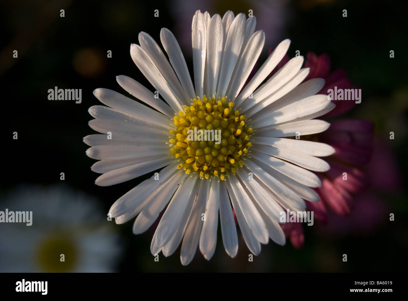Erigeron karvinskianus E mucronatus Foto Stock