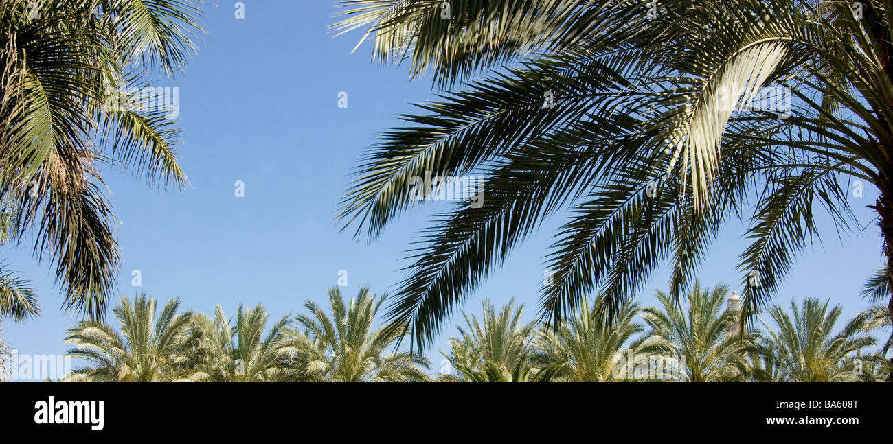 Gli alberi di palma, Gran Canaria. Isole Canarie Foto Stock