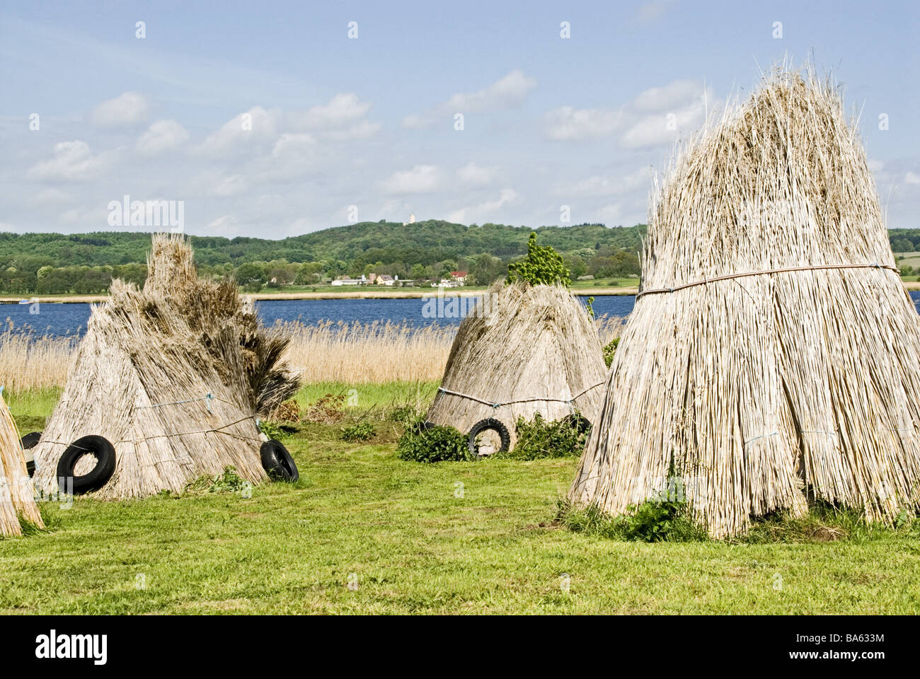 Germania isola rimproveri monaco-proprietà mare Neuensiener rive reed-le pulegge scanalate della Germania del nord del Meclemburgopomerania occidentale Foto Stock