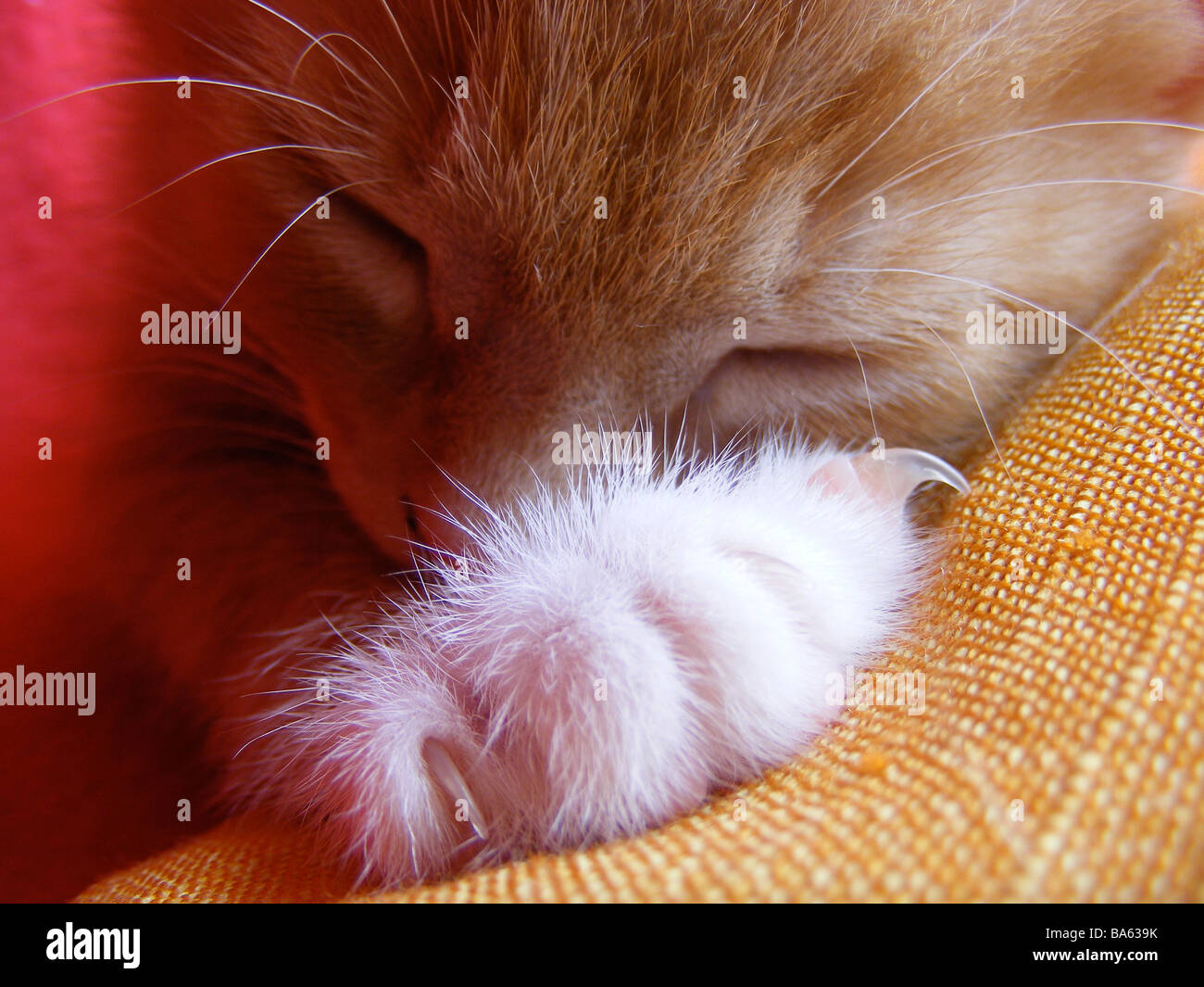 gattino dello zenzero Foto Stock