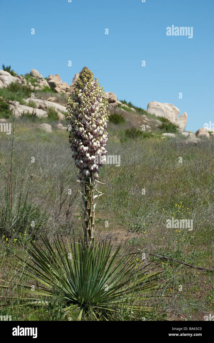 Desert flower seduto ancora Foto Stock