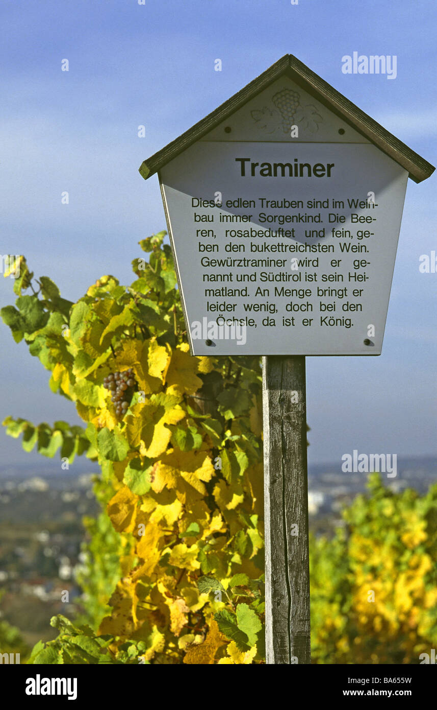 Vigneto segno pioggia Rebsorte Traminer' autunno viticoltura-zona viticola del vino di Coltivazione vigneti uva Uva Frutta Foto Stock