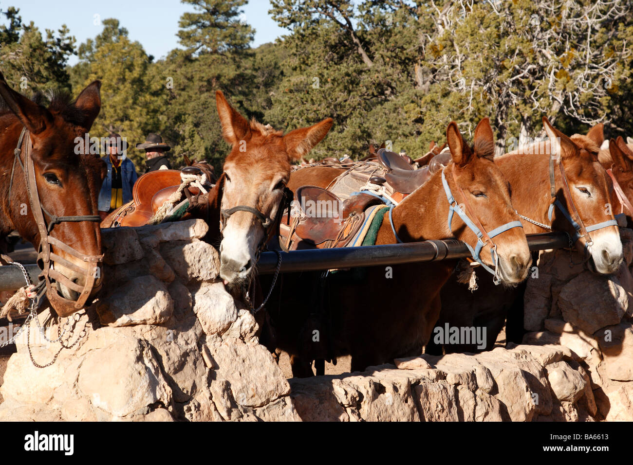 Muli nel corral all inizio del bright angel trail parco nazionale del Grand Canyon arizona usa Foto Stock