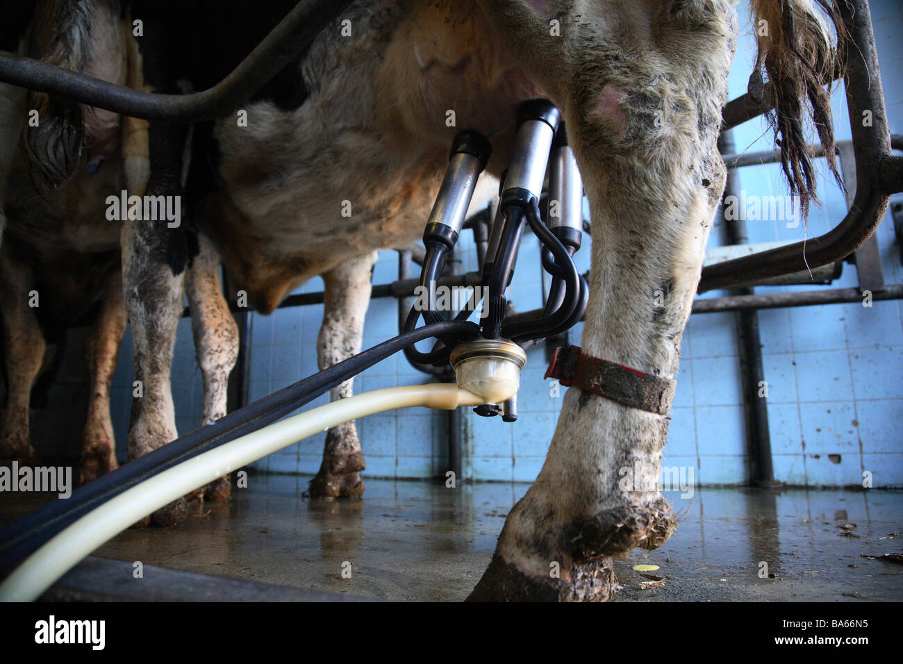 Il latte biologico caseificio nel Kent,Inghilterra Foto Stock