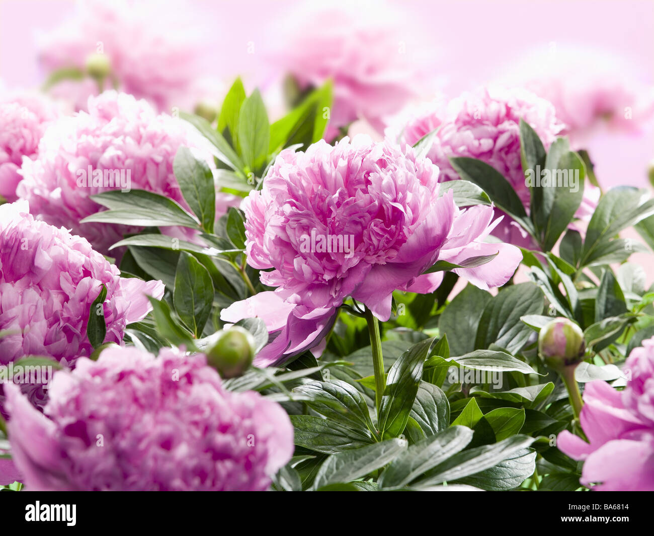 Fiori da Giardino peonie Päonie spec. Dettaglio blumi rosa letto di fiori piante arbustive ornamento di fiori piante da ornamento con fiori Foto Stock