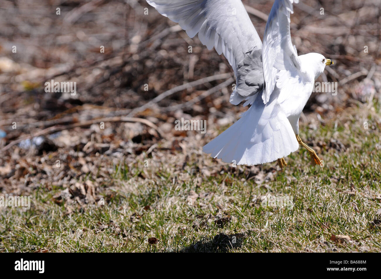 Una striata bill sea gull di prendere il volo in un santuario degli uccelli a Montreal, in Quebec, Canada. Foto Stock