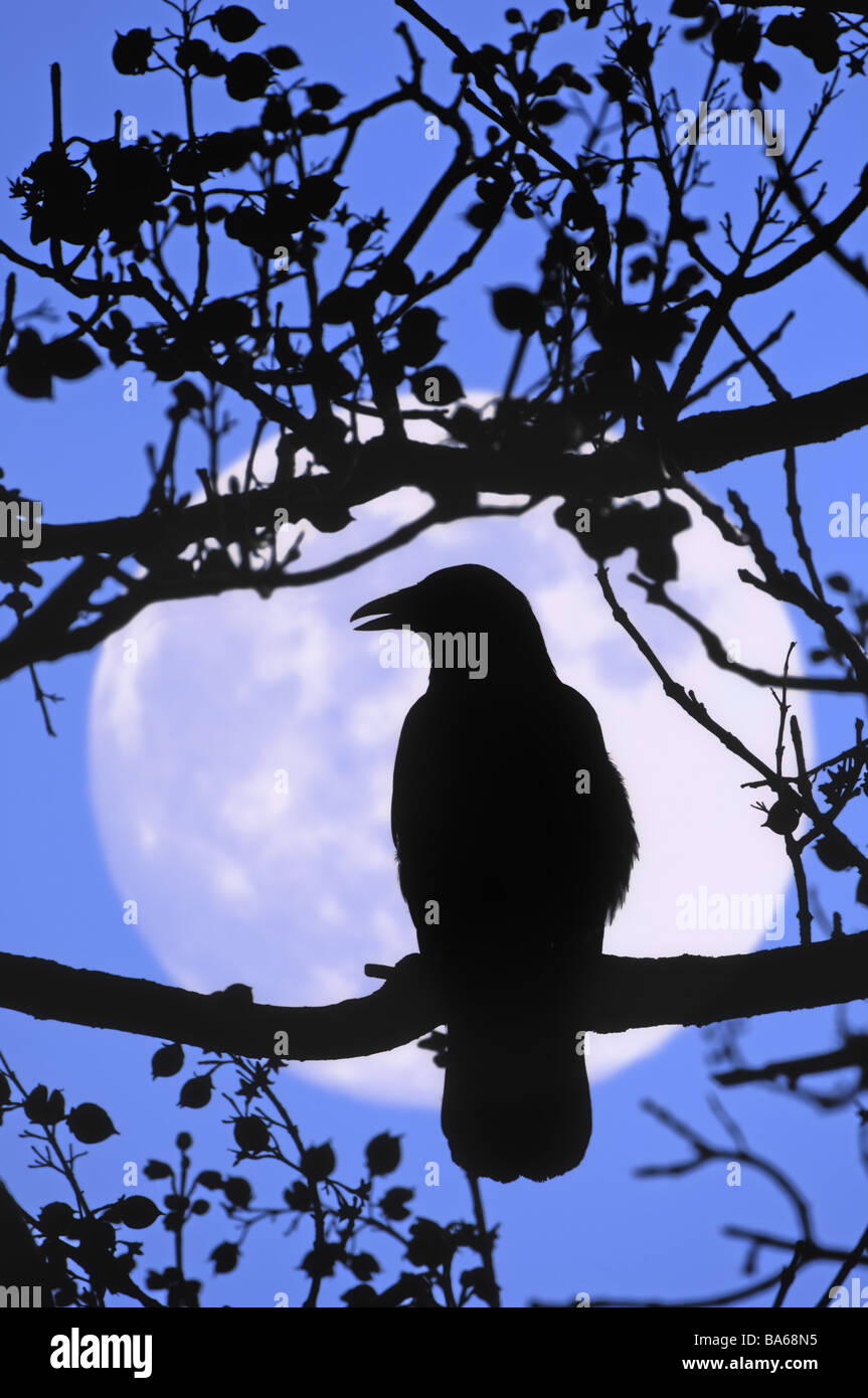 Tree bald dettaglio crow silhouette luna piena [M] natura fogliame e rami di albero uccello animale rook Corvus frugilegus luna moon-phase Foto Stock