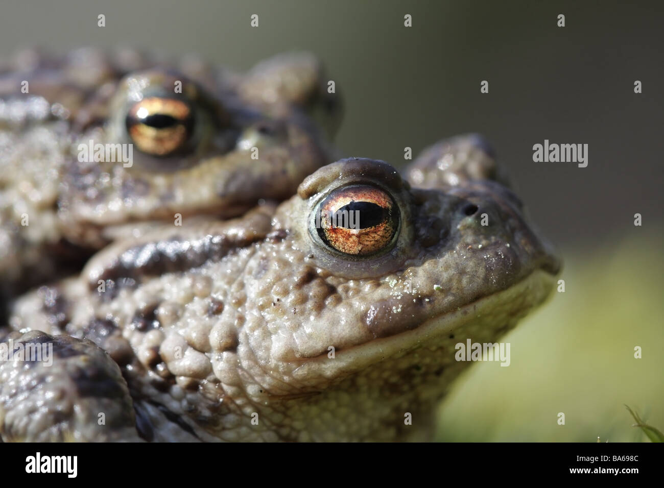Unione il rospo comune Bufo Bufo coniugata Regno Unito Foto Stock