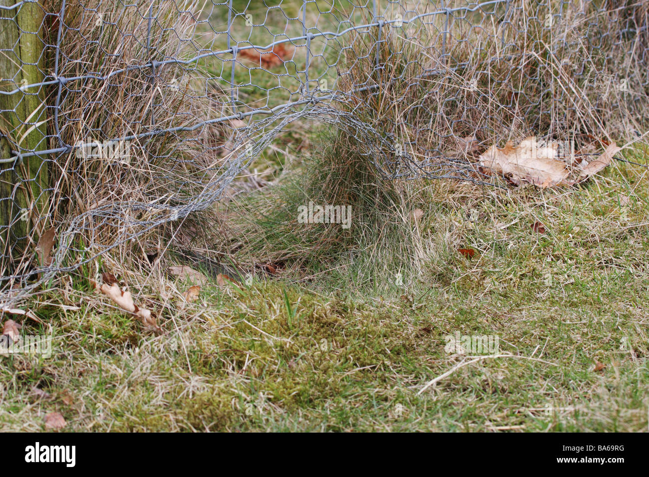 Segno di tracking del foro sotto il recinto dove gli animali come Badger e coniglio tramite push Foto Stock