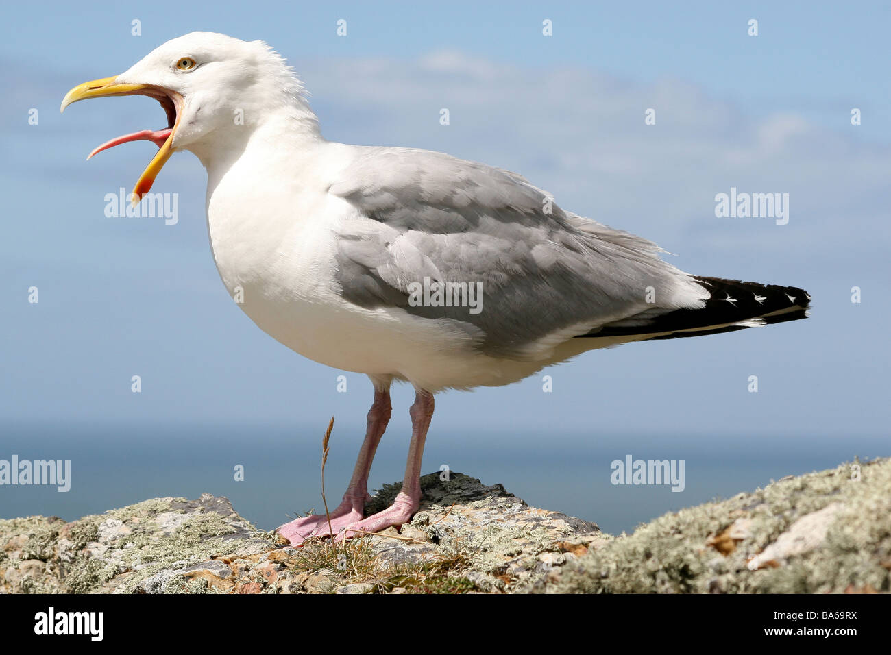 Vista laterale di aringhe Gull Larus argentatus chiamando al sud pila RSPB Riserva, Anglesey, Galles, Regno Unito Foto Stock