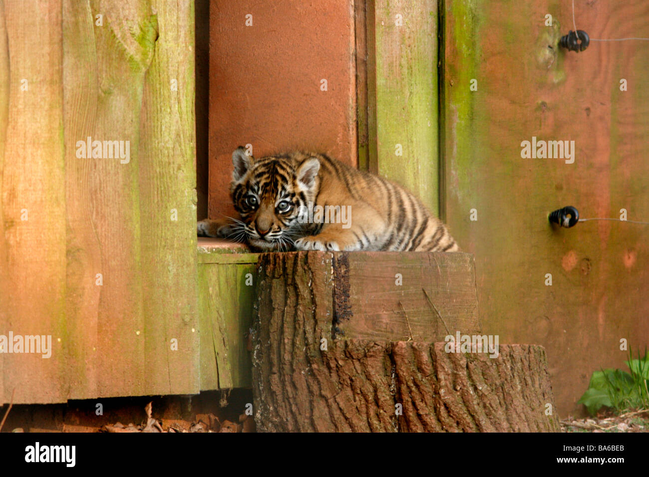 Tiger Cub a Paignton Zoo Foto Stock